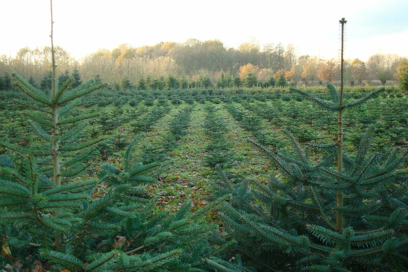 Nordmann kerstbomen uit eigen kwekerij