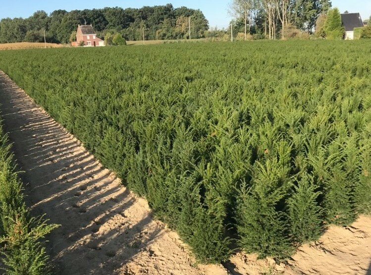 Taxus Baccata